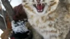 Daleko istočna mačka: divlji amur zgodan